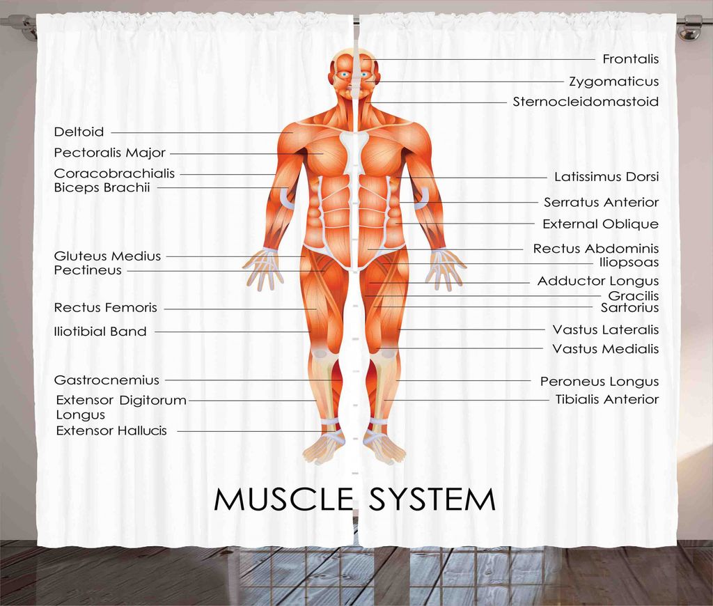 ABAKUHAUS Gesundheit Rustikaler Gardine, Biologie Muskel-System, Schlafzimmer Kräuselband Vorhang mit Schlaufen und Haken, 280 x 245 cm, Korallenrot