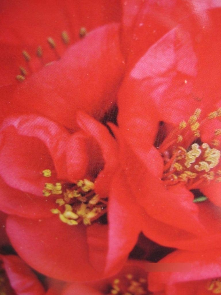 Chaenomeles Red Kimono - Zierquitte Red Kimono - 40-60cm