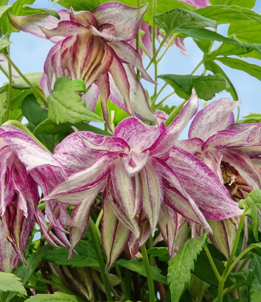 BALDUR Garten 1x Clematis 'Pink Surprise ', Pflanze im 9x9 cm-Topf, mehrjährig & winterhart, pflegeleicht, bienenfreundlich, reichblühend, klett...