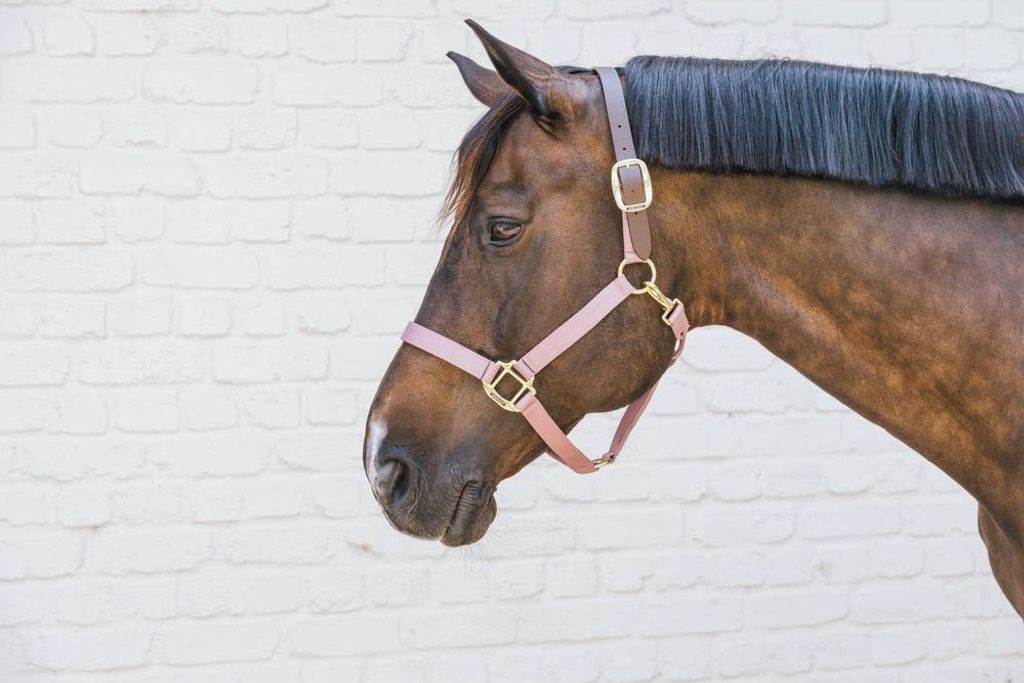 Kentucky Horsewear Halfter Breakaway Nylonhalfter Altrosa Full