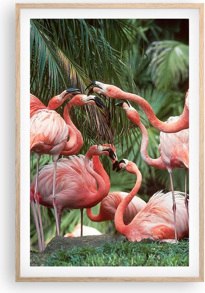 Gerahmtes Poster - Rahmen in heller Eiche - Palmen Herde Flamingos - 61x91,5 cm - Wand Bild - Wanddeko - Wandbilder - Kunstposter - Wandposter - Bi...