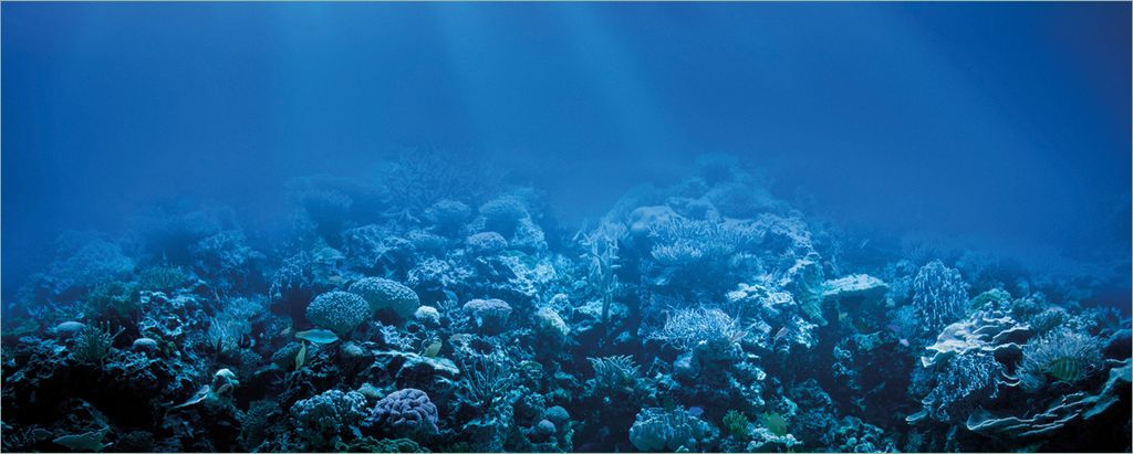 Wallario selbstklebendes Poster - Unterwasserwelt Meer, Größe: 50 x 125 cm