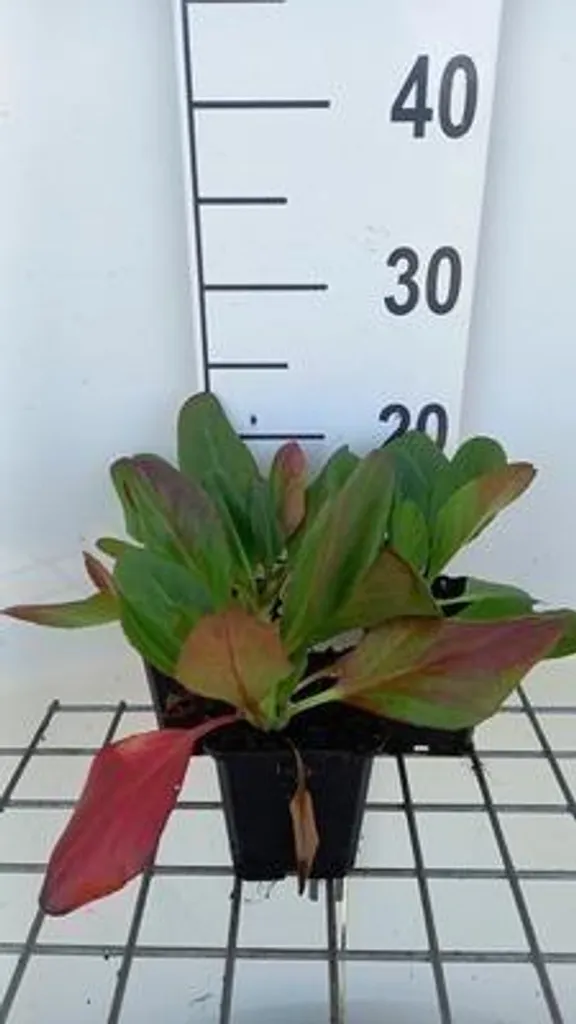 Stopper les mauvaises herbes avec 6 Bergenia Wintermärchen persistants