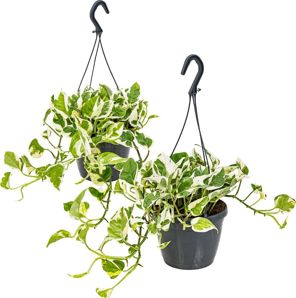 2er-Set - Scindapsus N-Joy - Efeutute - Hängepflanze - Zimmerpflanzen - Luftreinigend - Pflegeleicht - 20-30 cm Hoch - Topf 15 cm