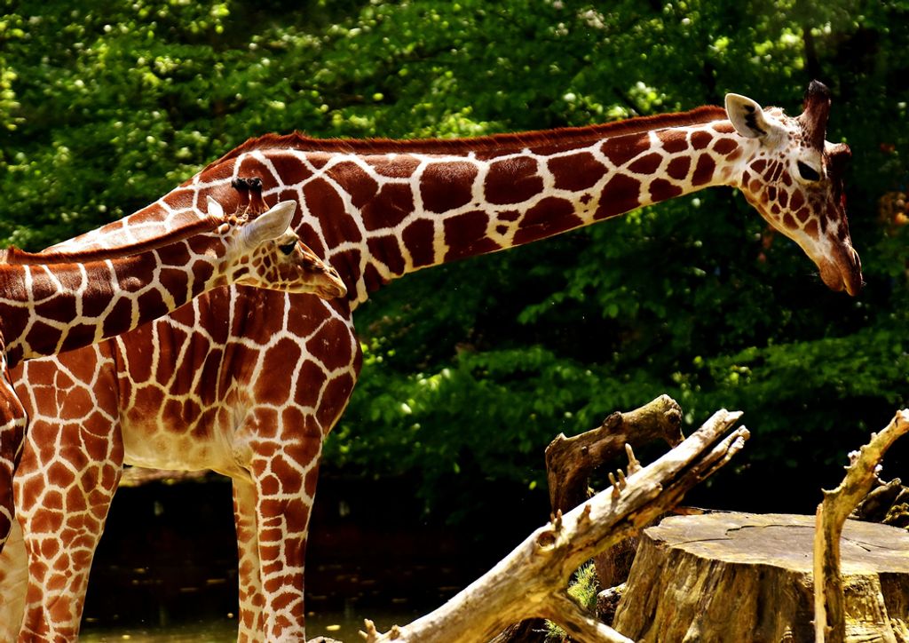 hansepuzzle 78579 - Giraffe Puzzle, 260 Teile, Natur, 41,0 x 28,0cm mit hochwertiger Aufbewahrung, Kartonbox und wiederverschließbarem Beutel