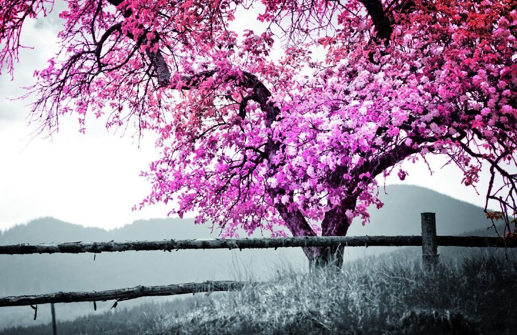 Deco-Panel Bild - Rosa Baum 90 x 58 cm Produktbild 