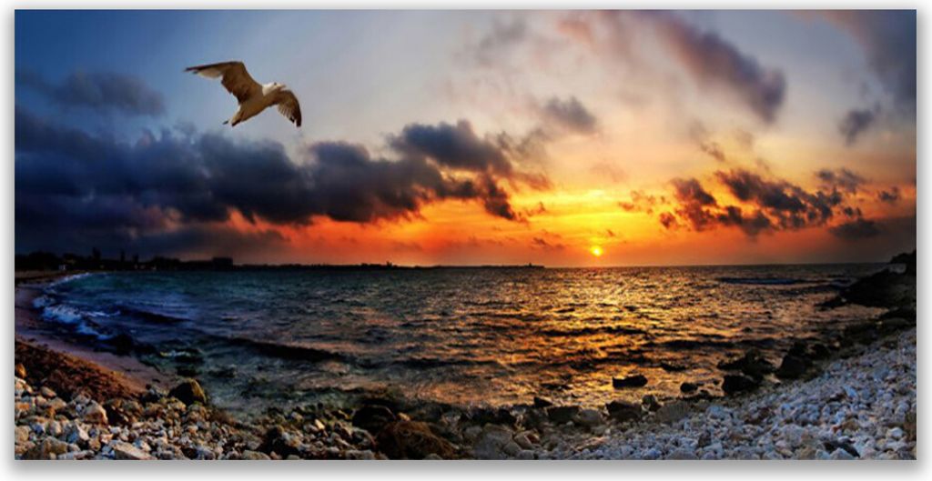 Küchenrückwand aus Glas 120x60cm Spritzschutz Möwe Meer Strand Landschaft