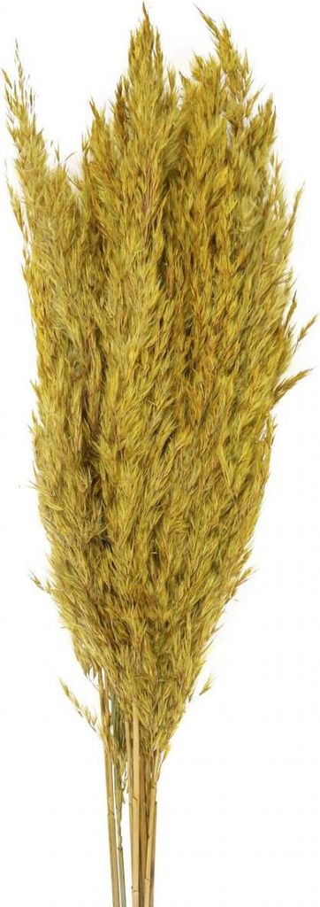 Trockenblumen Dekogras für elegante Raumdekoration, 10 Stück