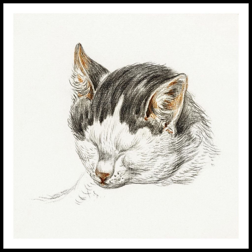 Poster 70x70cm Skizze einer Katze 4, Jean Bernard Vintage für das Wohnzimmer