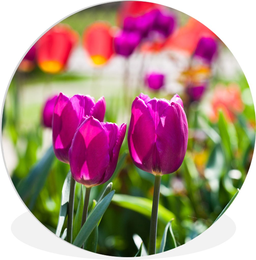 MuchoWow Rundes Wandbild - Runde Bilder Frühling - Tulpen - Lila Ø 60 cm Kreis Wanddekoration Kunststoff - Wandkreis - Wandschmuck - Wand Kreis...