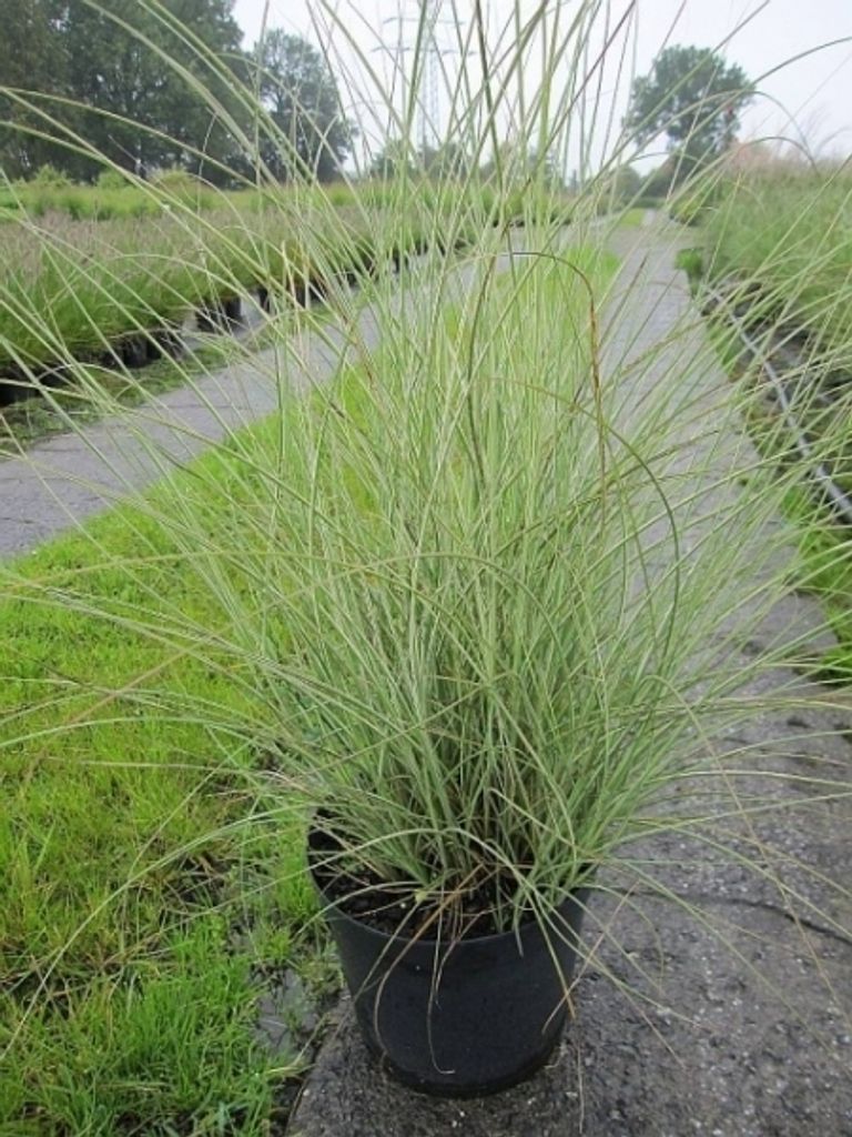 Miscanthus sinensis Gracillimus Variegatus - Feinhalm-Chinaschilf Gracillimus Variegatus