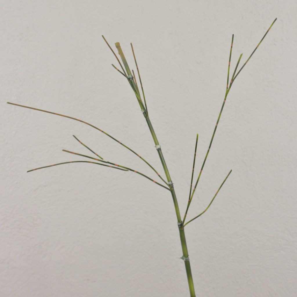 artplants.de Künstlicher Bambuszweig HARUTO, 105cm - Deko Bambus