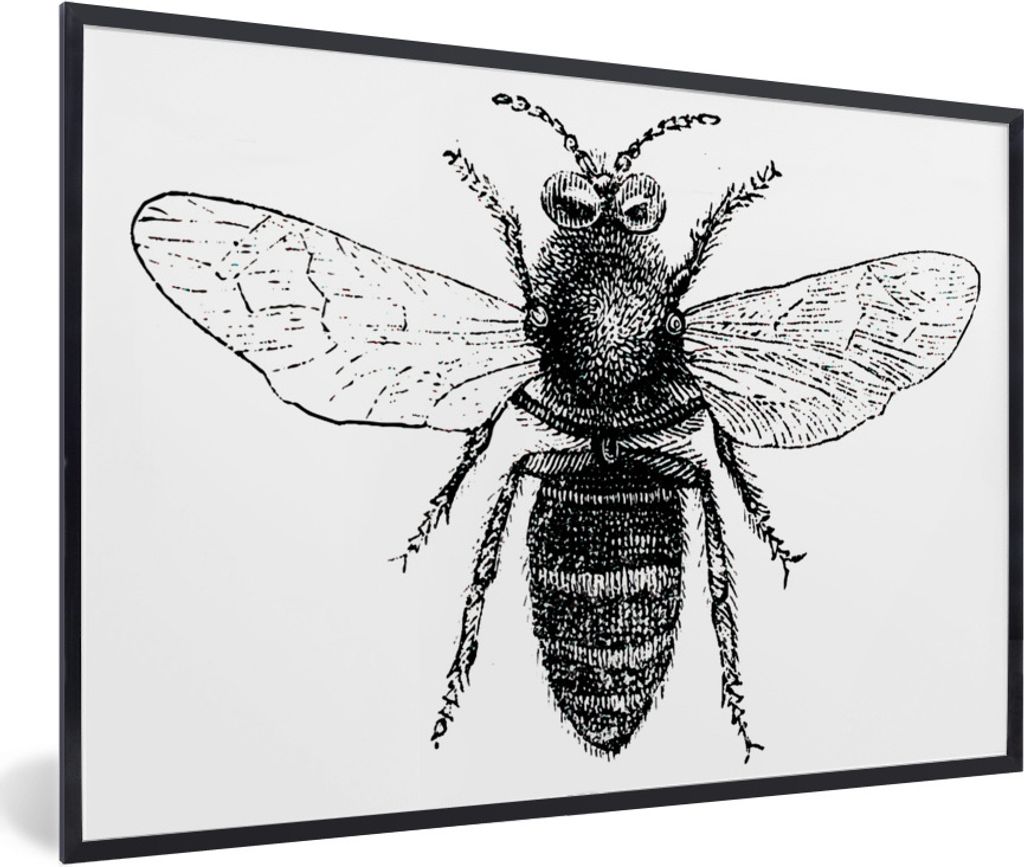 MuchoWow Gerahmtes Poster Eine Illustration einer Biene in Schwarz-Weiß 90x60 cm - Poster mit Schwarzem Bilderrahmen Wandposter Rahmen Foto Bild...
