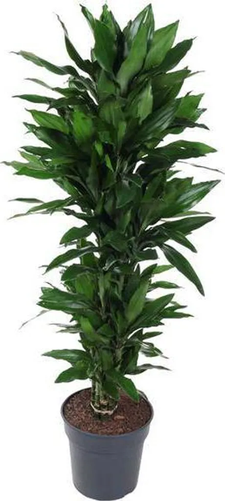 Dracaena Janet Lind 130 cm pour Salon et Bureau - Dragonier vert
