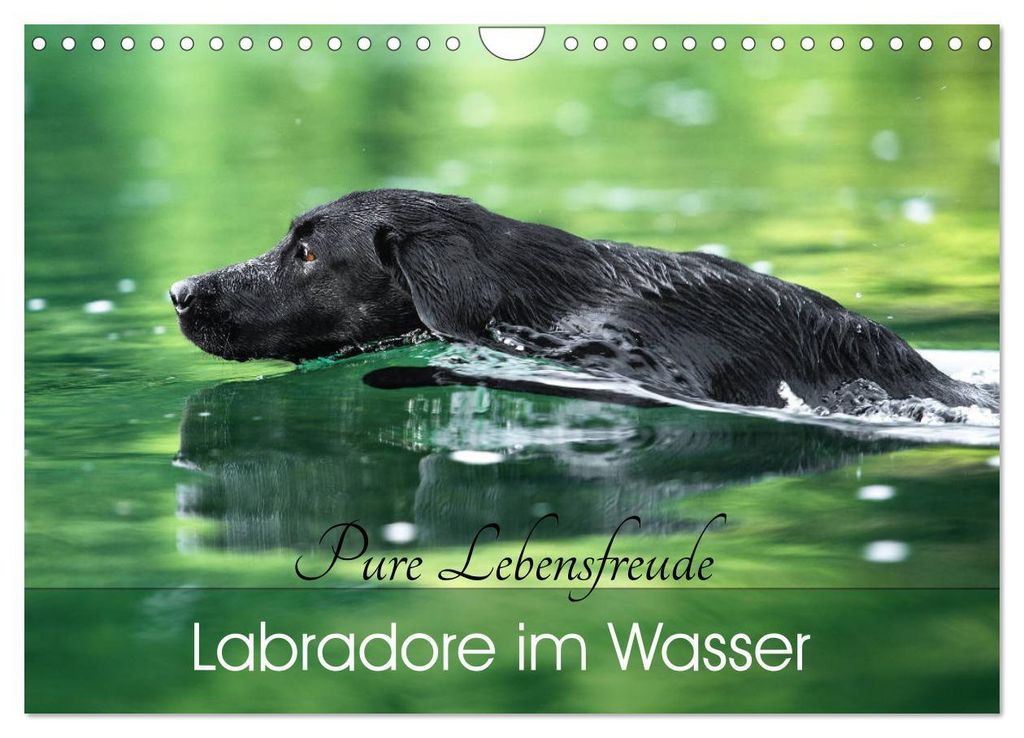Labradore im Wasser (Wandkalender 2027 DIN A4 quer), CALVENDO Monatskalender