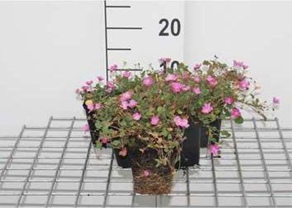 6 x Erodium variabile 'Bishop's Form' - Storchschnabel - Topf 9 x 9 cm