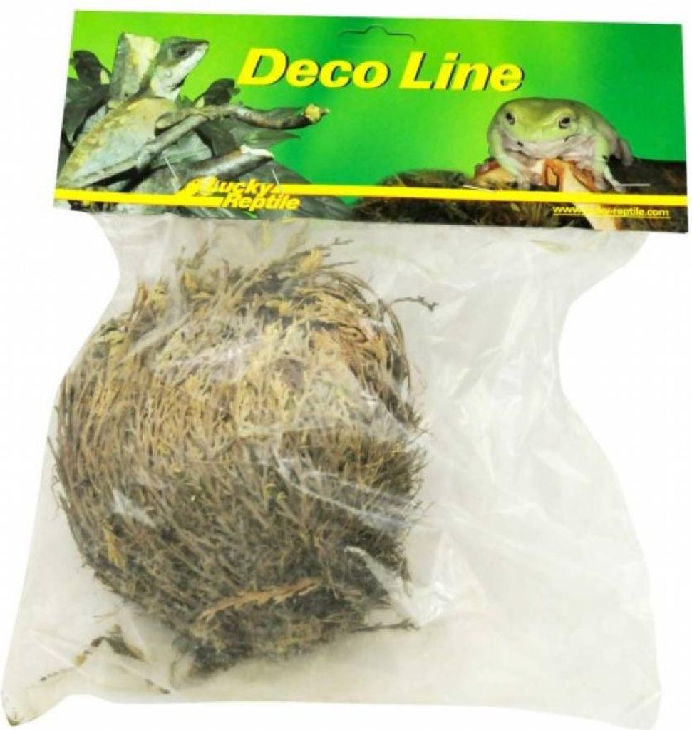 Lucky Reptile Rose de Jericho Image du produit 