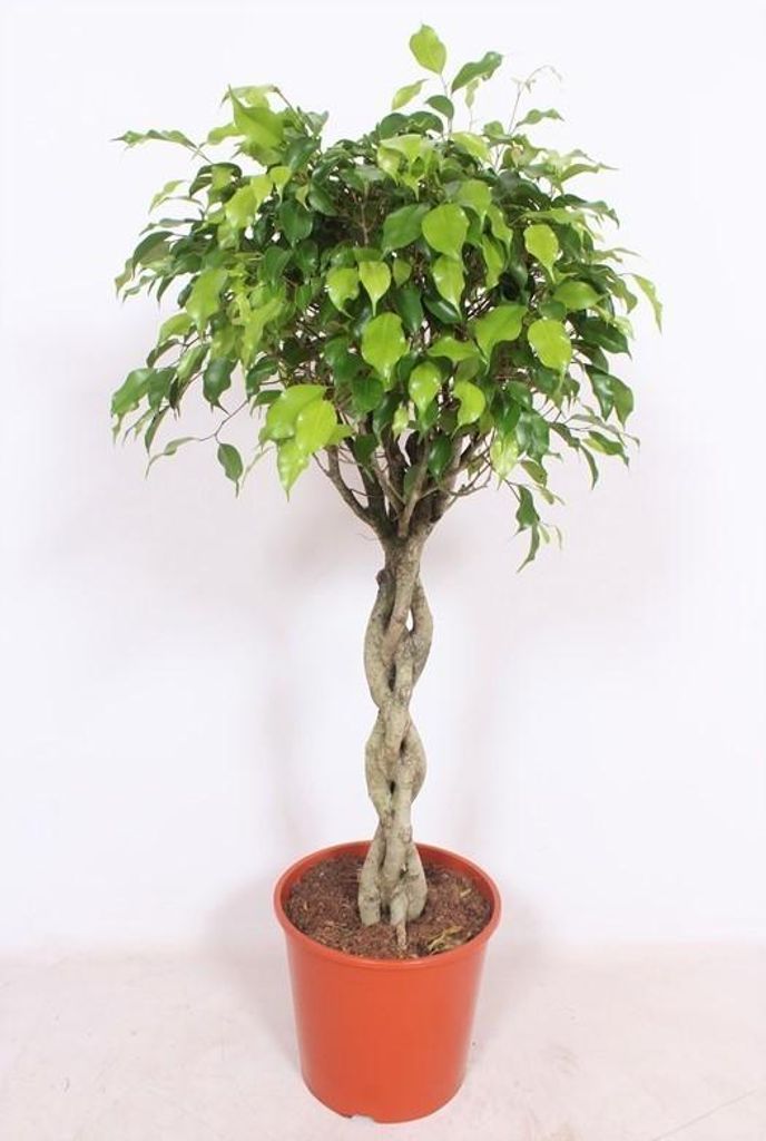 Ficus Exotica - 110-120cm - Ø30cm - Zimmerpflanze - Immergrün