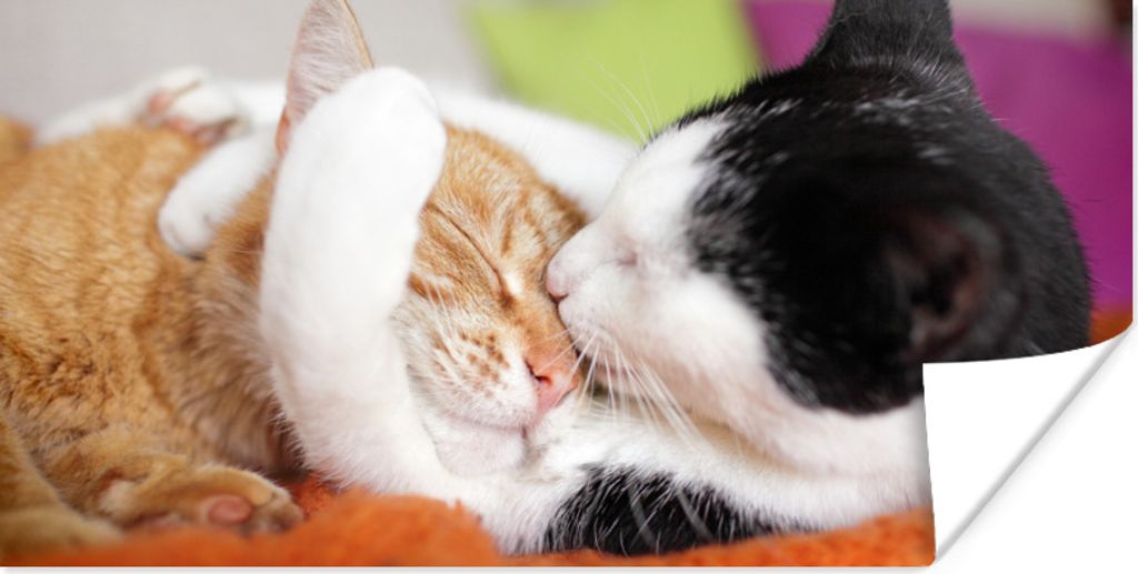 MuchoWow Poster Katzen - Kuscheltier - Animal Day 40x20 cm - Poster für die Wand - Poster Schlafzimmer