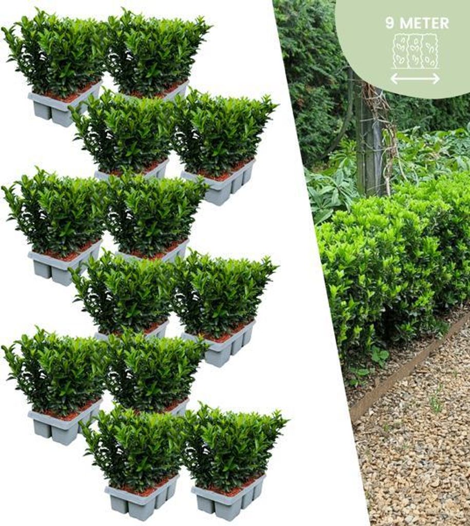 Euonymus Green Spire 72 Pflanzen immergrüner Spindelstrauch als Buchsbaum Ersatz für Hecken
