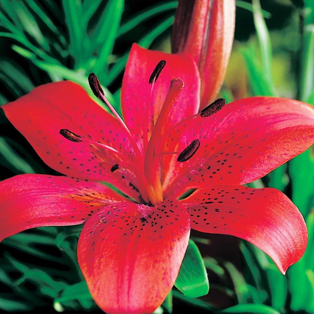 Gigli Bulbi Fiori Giglio asiatico Prunotto 1 pz. Immagine del prodotto 