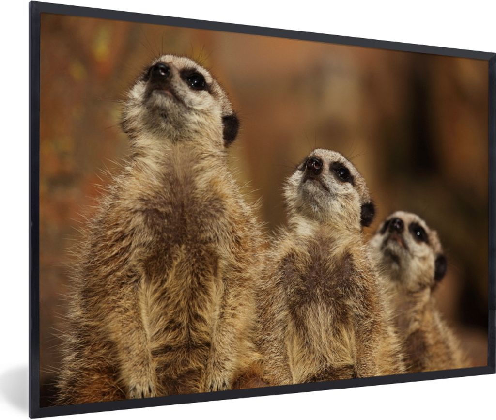 MuchoWow Gerahmtes Poster Sonne - Erdmännchen - Familie 30x20 cm - Poster mit Schwarzem Bilderrahmen Wandposter Rahmen Foto Bilder - Kunstdruck ...