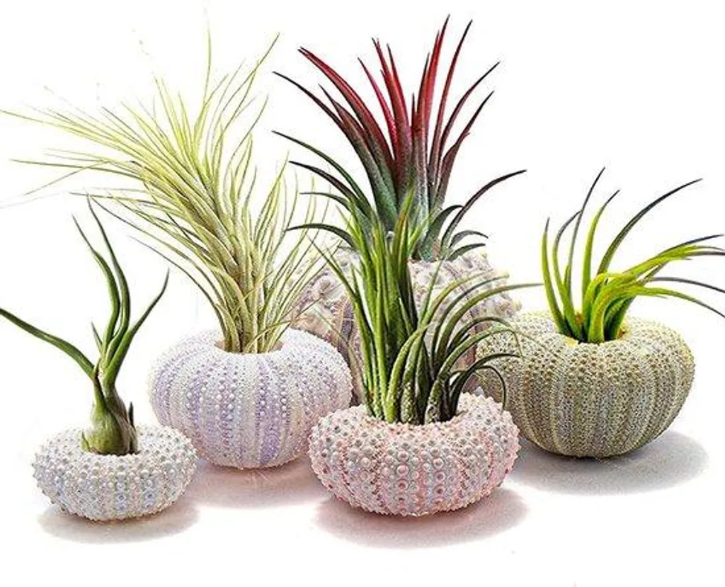 Pots de fleurs suspendus coquillage lot de 5 déco intérieure zen