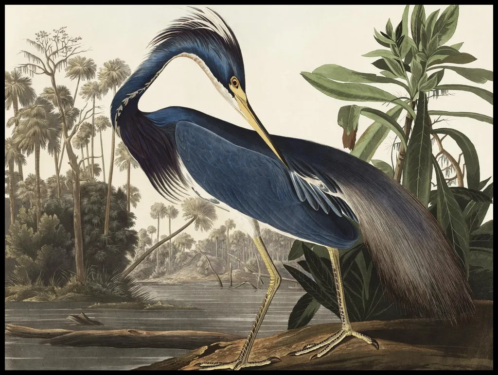 Tableau Héron de Louisiane Audubon 100x75 cm Impression Haute Qualité
