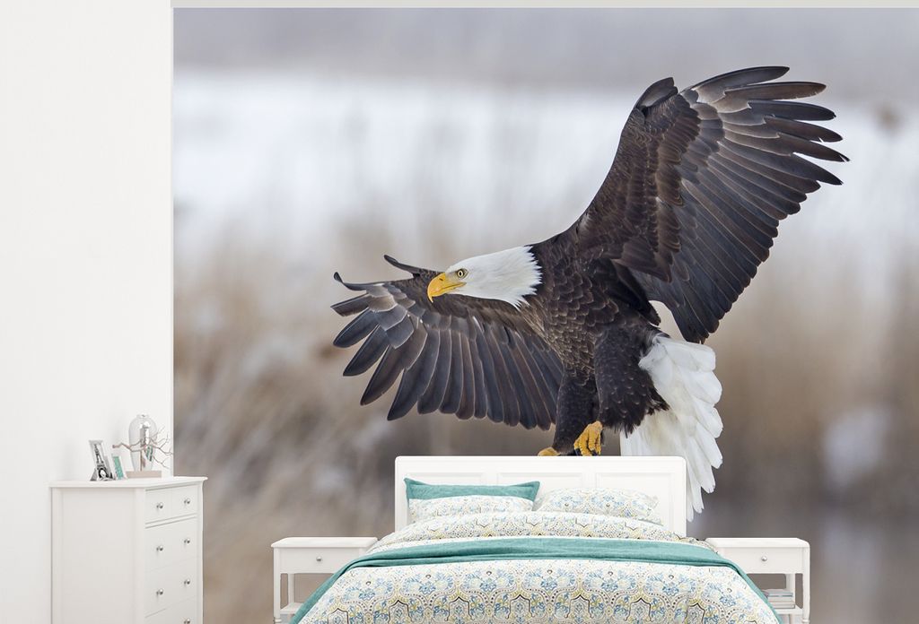 MuchoWow Fototapete für Wohnzimmer oder Schlafzimmer Wandtapete Vinyl Motivtapete Amerikanischer Weißkopfseeadler - Adler - Vogel - 325x260 cm ...