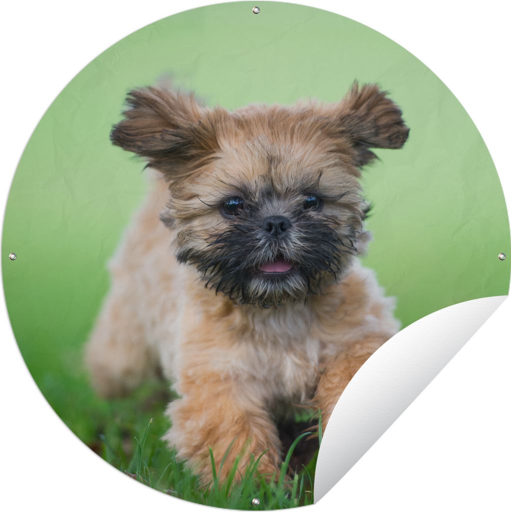 MuchoWow Gartenposter Outdoor-Poster Rund Ein niedlicher Shih Tzu Hund, der durch das Gras läuft Ø 60 cm Gartendeko Rundes Poster draußen