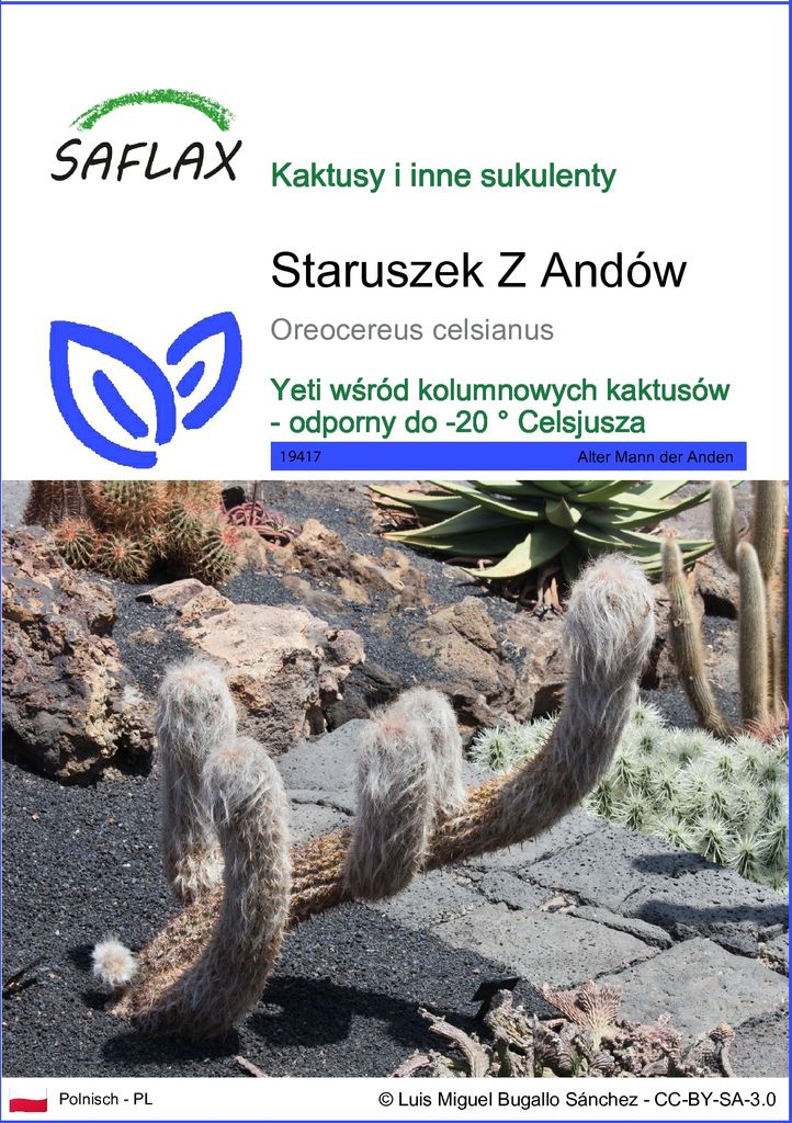 SAFLAX - Staruszek Z Andów - 40 Nasiona - Oreocereus Zdjęcie produktu 