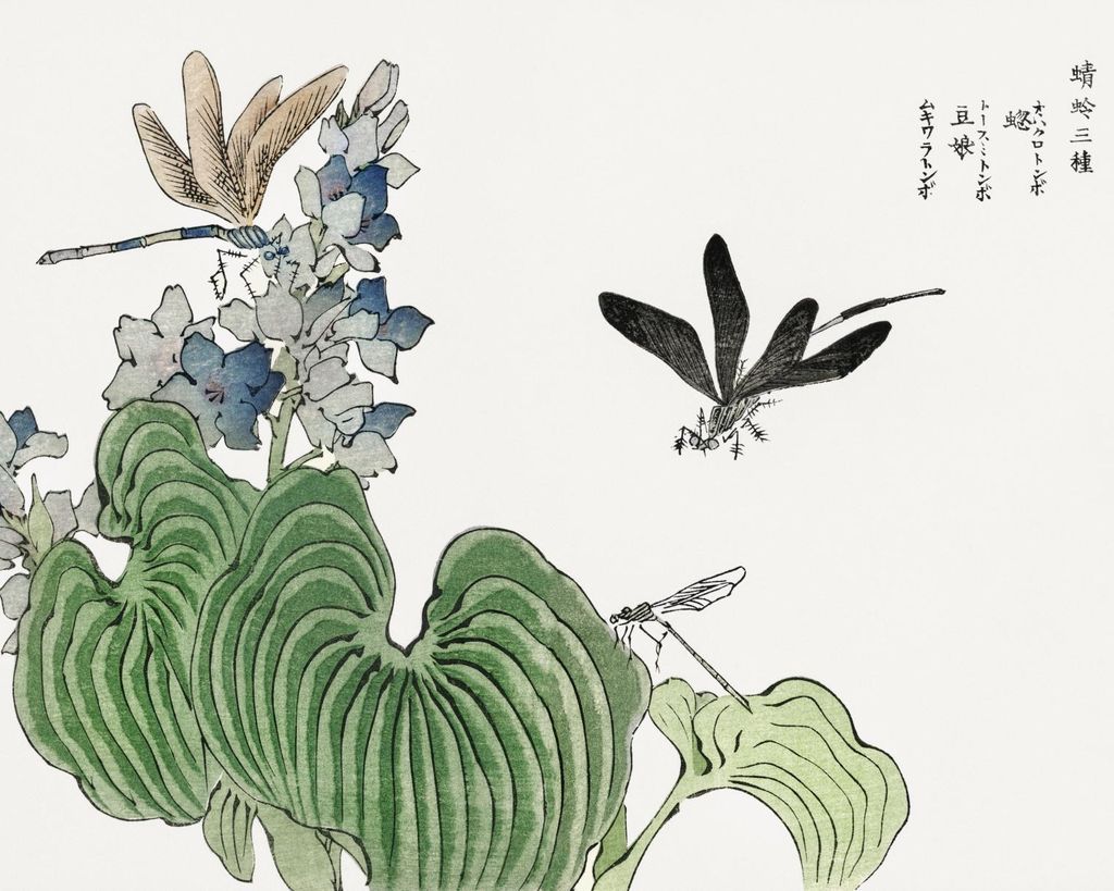 Poster 50x40cm Libelle auf Blume Morimoto Toko Japanisch Vintage für Wohnzimmer