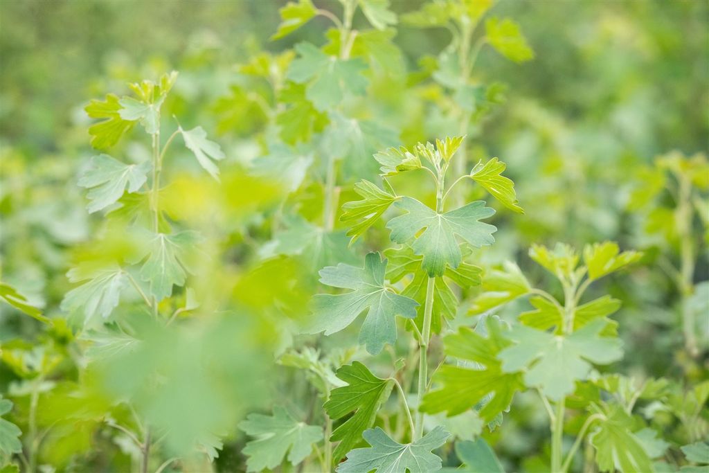 Ribes aureum, Gold-Johannisbeere, 60–100 cm Produktbild 