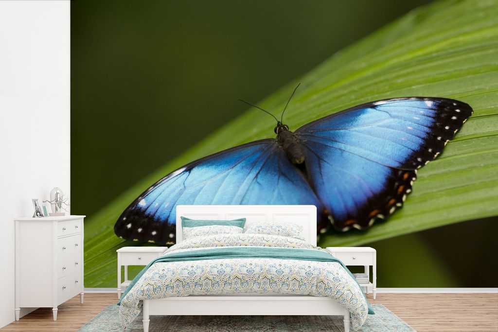 MuchoWow Fototapete für Wohnzimmer oder Schlafzimmer Wandtapete Vinyl Motivtapete Morpho Schmetterling auf Blatt - 360x240 cm - Vinyl-Tapete
