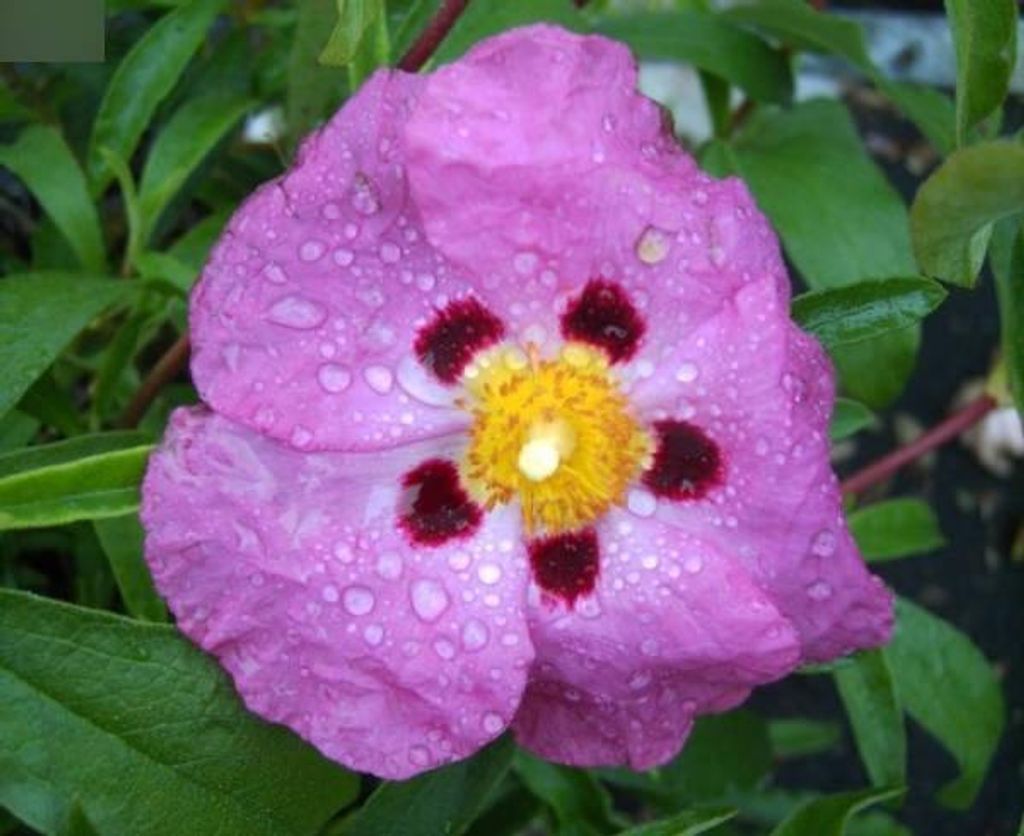 Purpur Zistrose - Cistus purpureus - 30-40cm