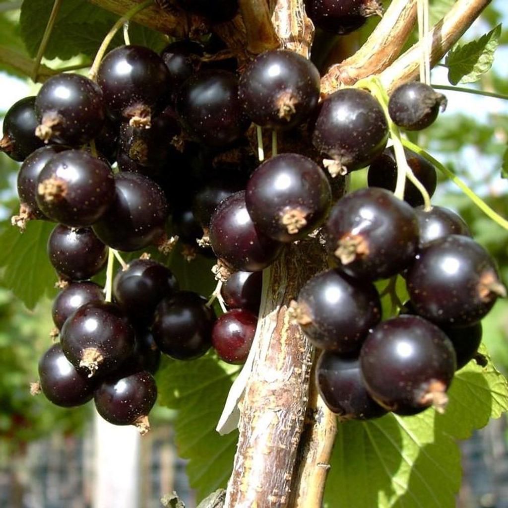 Johannisbeerbusch Bona (S) schwarze Johannisbeere sehr Produktbild 