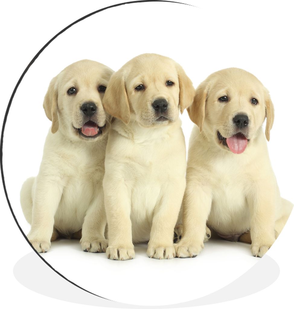 MuchoWow Aluminium Wandkreis Bezaubernde Labrador Retriever Welpen Ø 90 cm Wanddeko Modern Wohnzimmer - Mauerkreis - Wandbilder - Runde Bild - B...