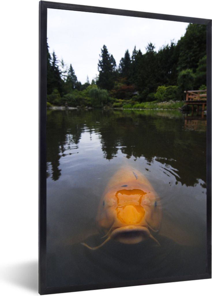 MuchoWow Gerahmtes Poster Ein riesiger Koi-Karpfen im Wasser 20x30 cm - Poster mit Schwarzem Bilderrahmen Wandposter Rahmen Foto Bilder - Drucken...