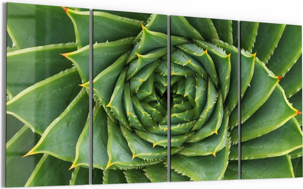 DEQORI Glasbild Echtglas 4x30x60 cm 'Alchemie der Aloe' Wandbilder XXL groß