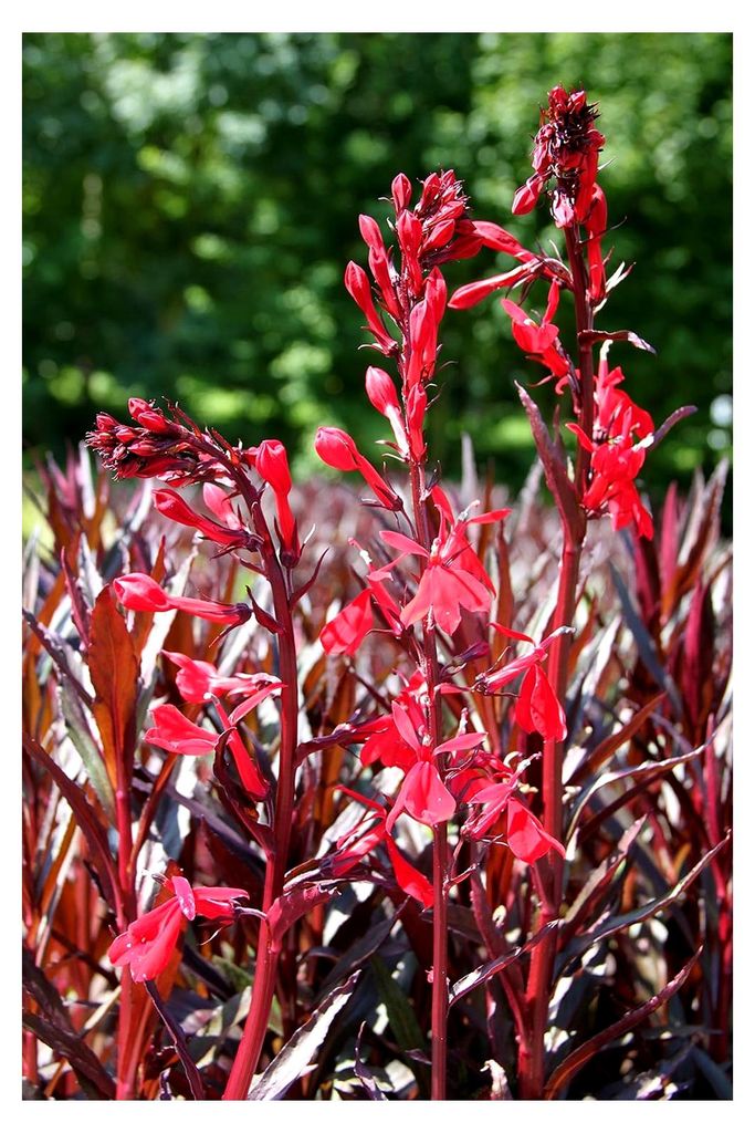 WOLFF 2er-Set - Lobelia fulgens Queen Victoria - Rote Wasserlobelie, Qualitätsstaude im 9x9 cm Topf, Exotische Teichpflanze