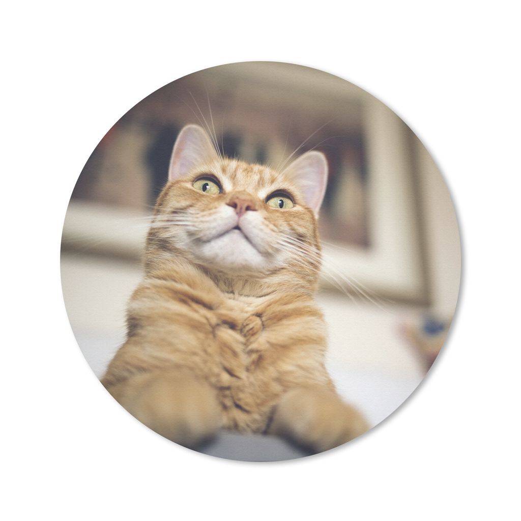 MuchoWow Mauspad Mousepad Katze - Bank - Orange 50x50 cm - Mousepads - Maus Mat - Pad - Mausunterlage - Vinyl