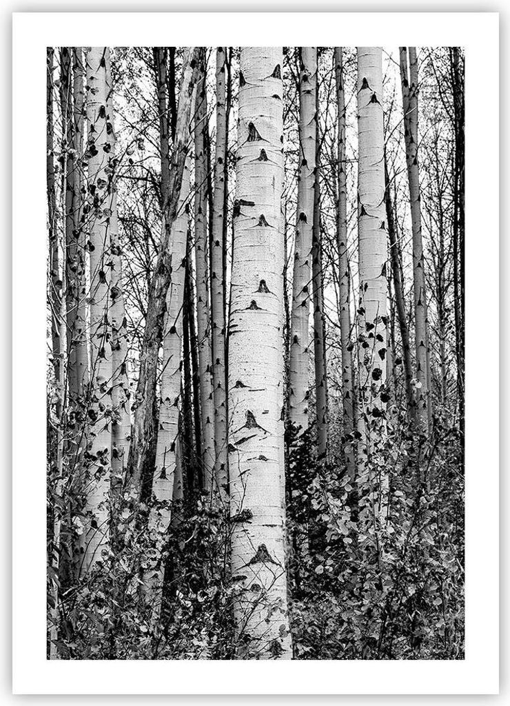 Poster - Poster ohne Rahmen - Birken Wald Monochrom - 50x70 cm - Wand Bild - Wanddeko - Wandbilder - Kunstposter - Wandposter - Bilder - Kunstdruck...