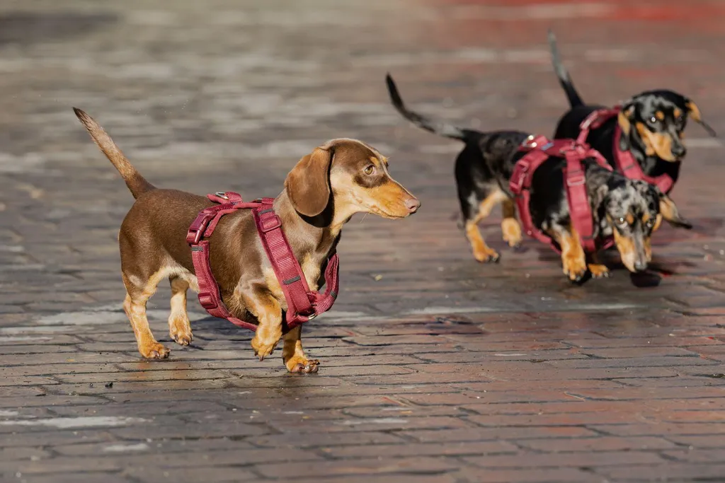 Pettorina Kentucky Dogwear Active Velvet Beige XS | Lusso e Comfort per Cani