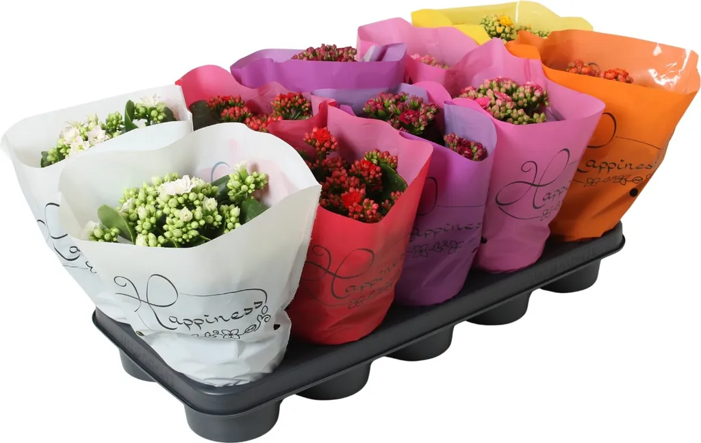 Plantes Artificielles Kalanchoe 12cm - Fleurs Déco Habitat Haute Qualité