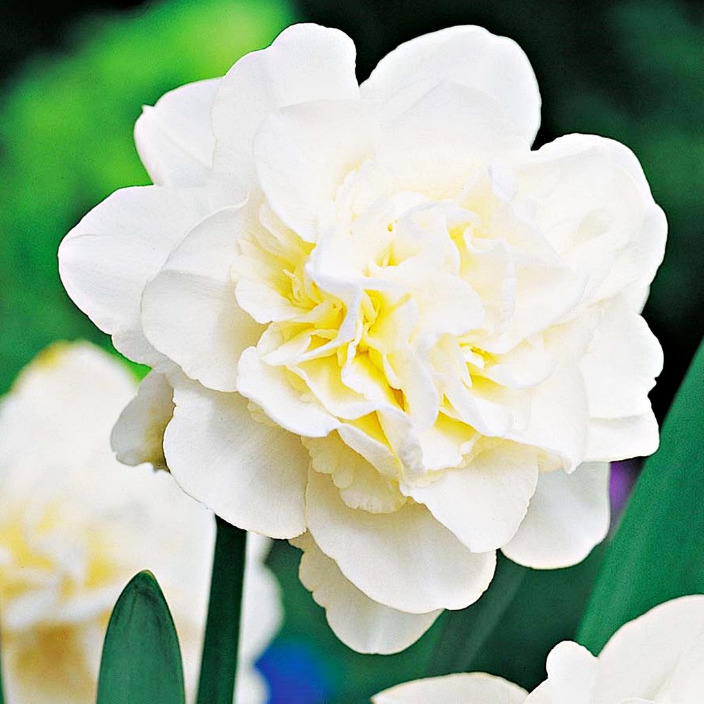 Bulbi di giunchiglia Bulbi di fiori Narcisi doppi Obdam 5 Immagine del prodotto 