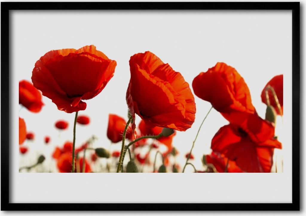 Bild 100x70 MDF-Rahmen Wandkunst Die Pflanze Mohn Natur
