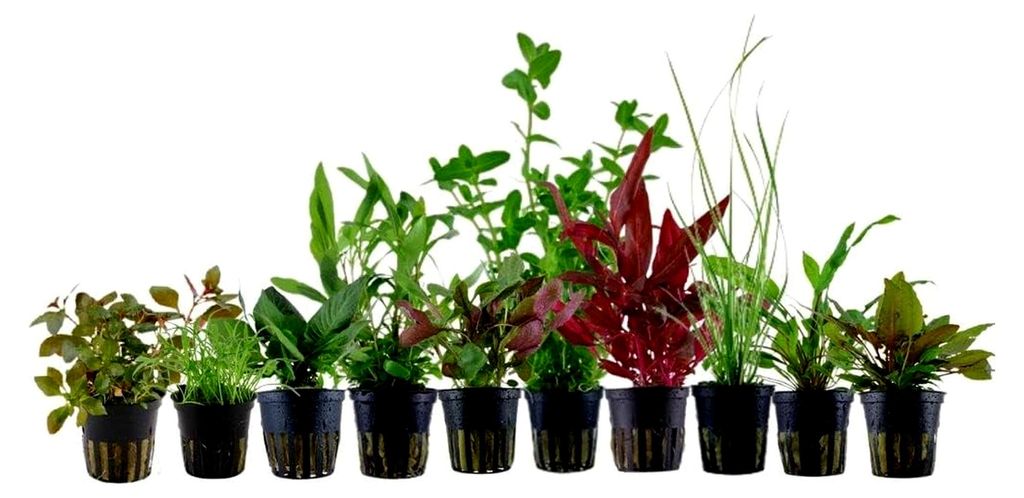 Aquarium Pflanzen Set mit 10 Wasserpflanzen für Aquarien bis 80 Liter