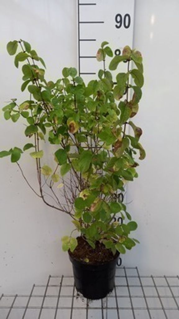 Lonicera xylosteum - Heckenkirsche 40- 60 cm - Container