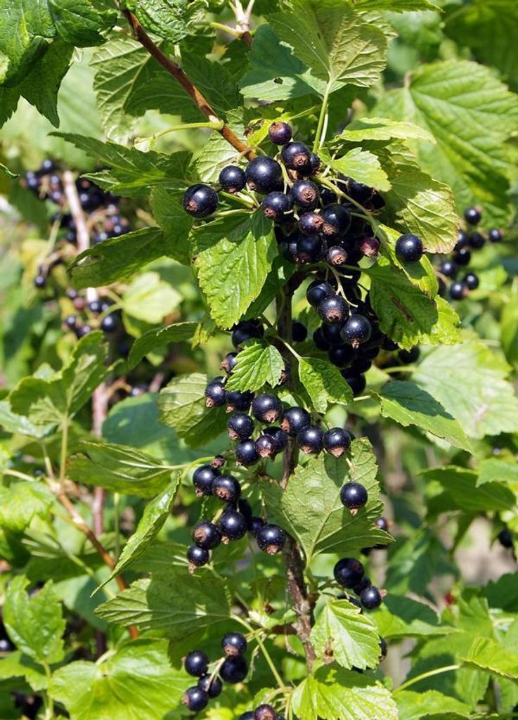 A close-up view of a black currant bush with ripe berries and green leaves.