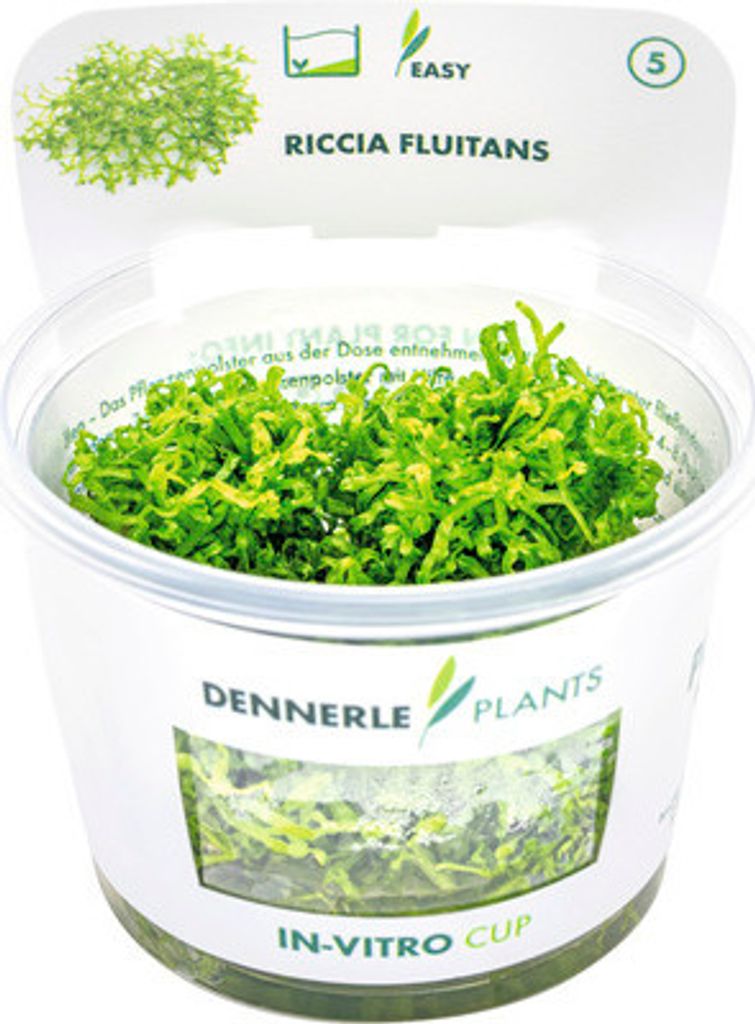 Teichlebermoos - Riccia fluitans Port.